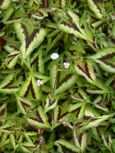 Persicaria runcinata 'Yunnan Giant'